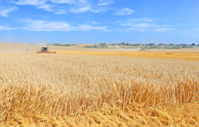 全年粮食总产将达1.3万亿斤以上，延续连年丰收好形势